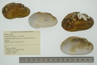 Lampsilis hydiana image