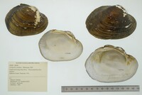 Lampsilis cardium image