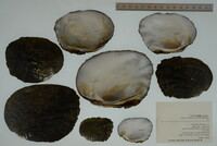 Megalonaias nervosa image