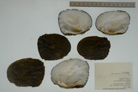 Megalonaias nervosa image