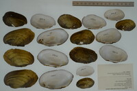 Lampsilis siliquoidea image