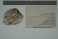 Epioblasma torulosa image