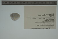 Epioblasma triquetra image