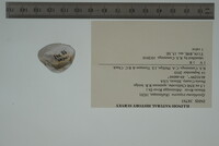 Epioblasma triquetra image