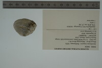 Epioblasma triquetra image