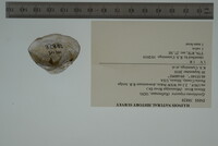 Epioblasma triquetra image