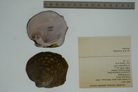 Cyclonaias tuberculata image