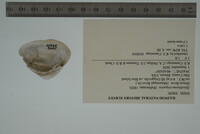 Epioblasma triquetra image