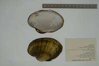 Lampsilis cardium image