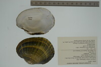 Lampsilis cardium image