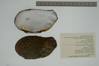 Tritogonia verrucosa image