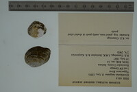 Epioblasma rangiana image
