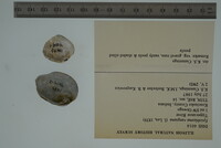 Epioblasma rangiana image