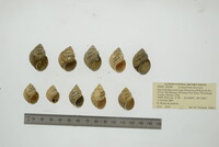 Campeloma decisum image