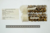 Media resource of Lithasia verrucosa