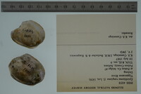 Epioblasma rangiana image