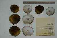 Obovaria subrotunda image