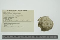 Obovaria subrotunda image