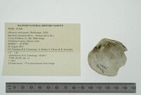 Obovaria subrotunda image