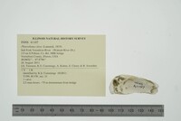 Pleurobema clava image