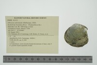 Obovaria subrotunda image