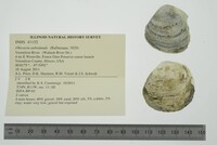 Obovaria subrotunda image