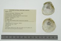 Obovaria subrotunda image