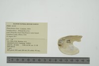 Pleurobema clava image