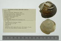 Obovaria subrotunda image