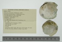 Obovaria subrotunda image