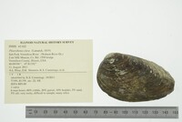 Pleurobema clava image