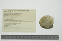 Obovaria subrotunda image