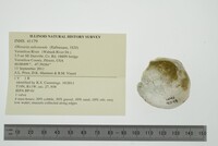 Obovaria subrotunda image