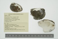 Pleurobema clava image