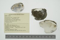 Pleurobema clava image