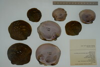 Cyclonaias tuberculata image