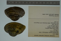 Epioblasma triquetra image