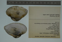 Epioblasma triquetra image