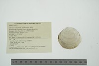 Obovaria subrotunda image