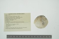 Obovaria subrotunda image