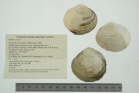 Obovaria subrotunda image