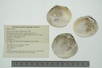 Obovaria subrotunda image