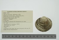 Obovaria subrotunda image