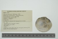 Obovaria subrotunda image