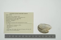 Pleurobema clava image