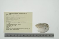 Pleurobema clava image