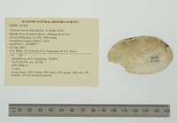 Venustaconcha ellipsiformis image