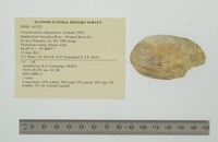 Venustaconcha ellipsiformis image