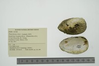 Pleurobema clava image