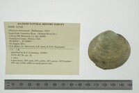 Obovaria subrotunda image